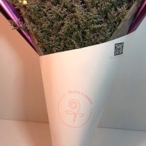 Pluto Flowers Blooming Joy