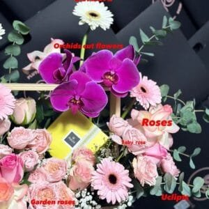 Pluto Flowers Scarlet Passion